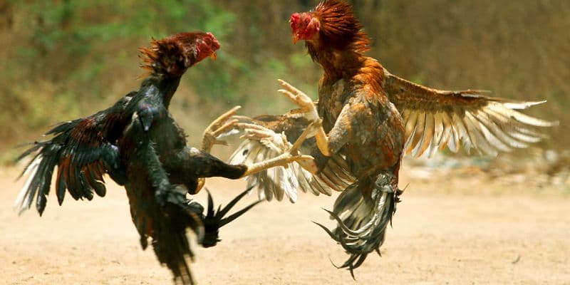 Gà đá đòn độc dễ chiến thắng hơn